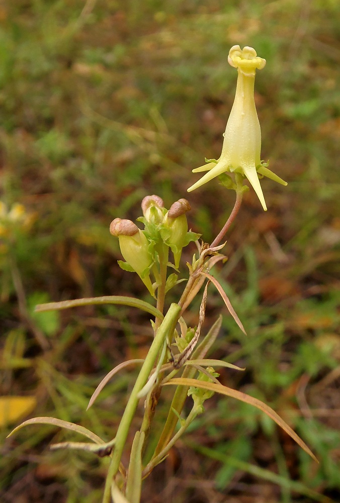 Image of Linaria biebersteinii specimen.