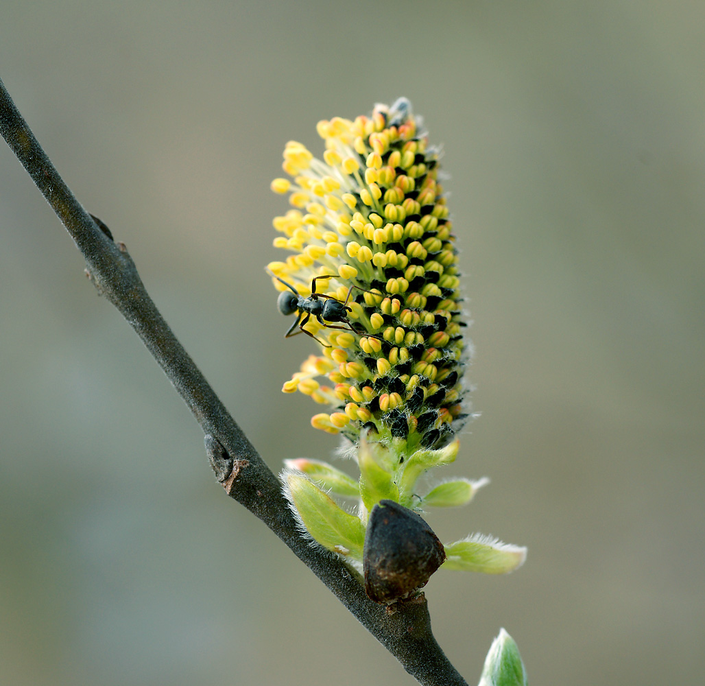 Image of genus Salix specimen.