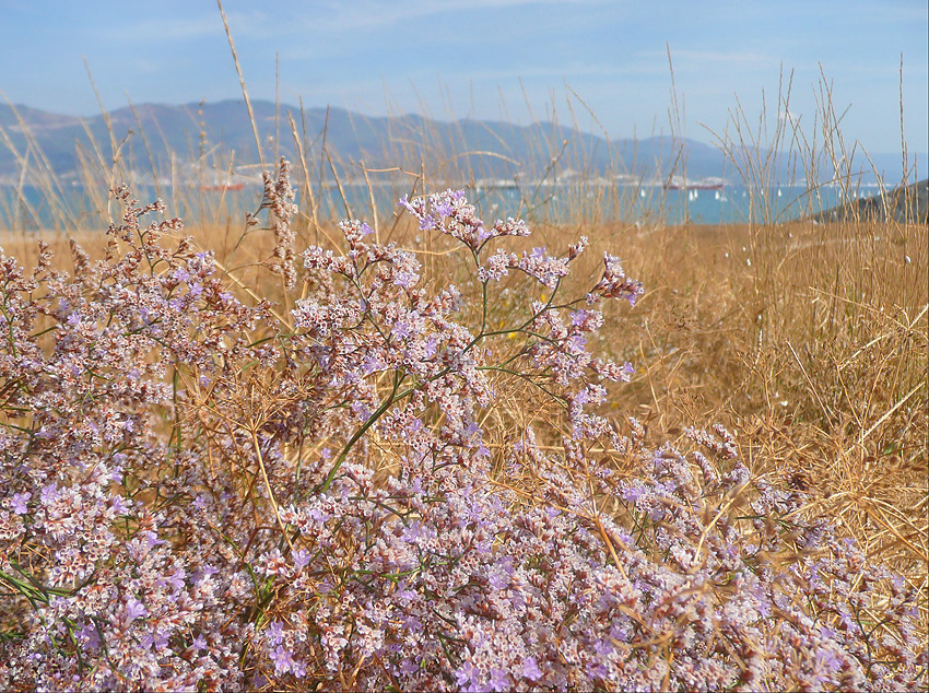 Изображение особи Limonium scoparium.