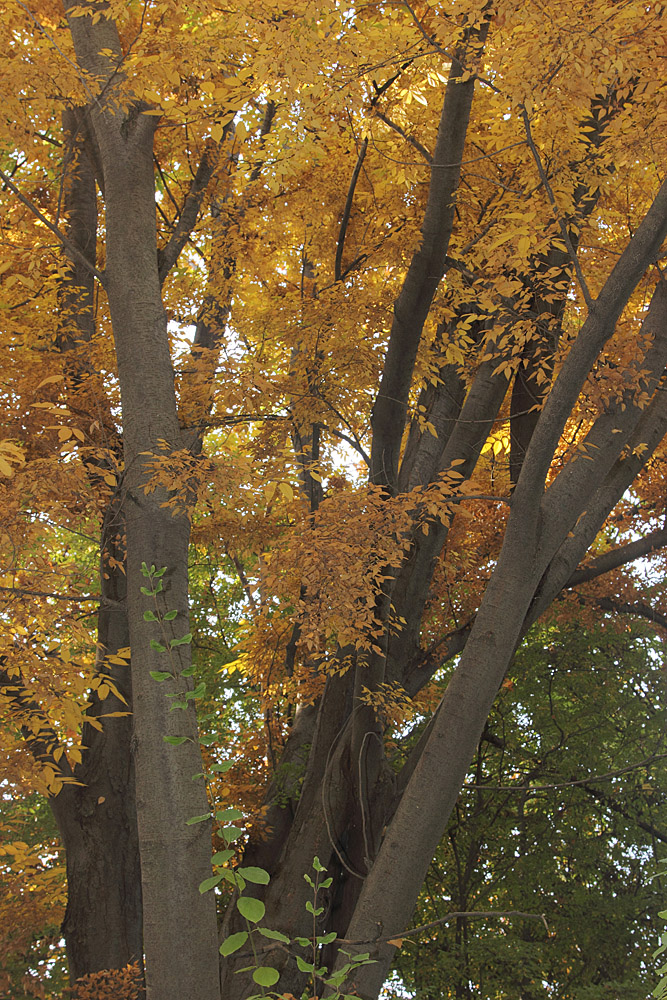 Image of Zelkova serrata specimen.