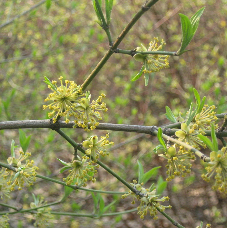 Image of Cornus mas specimen.