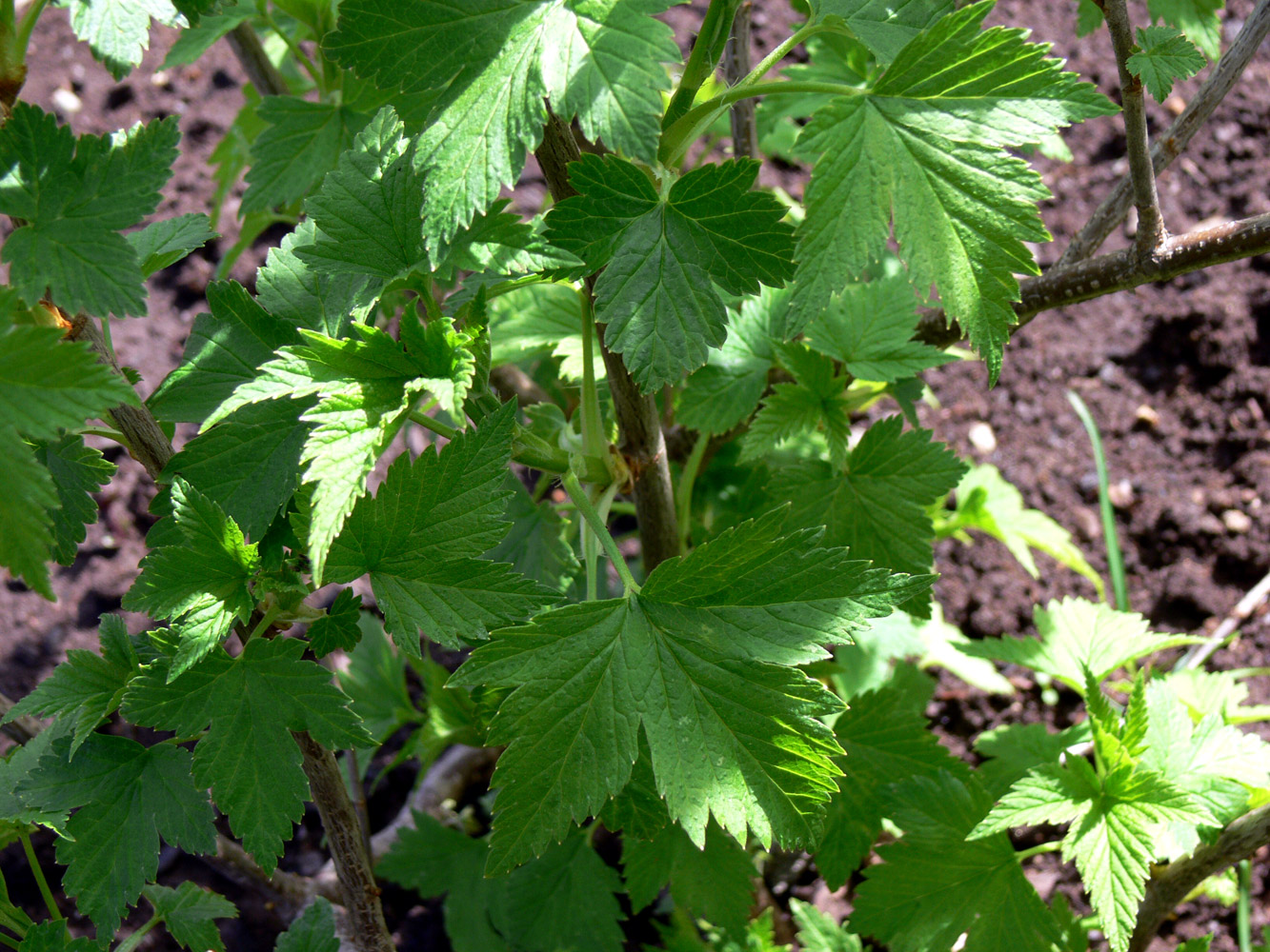 Image of Ribes nigrum specimen.