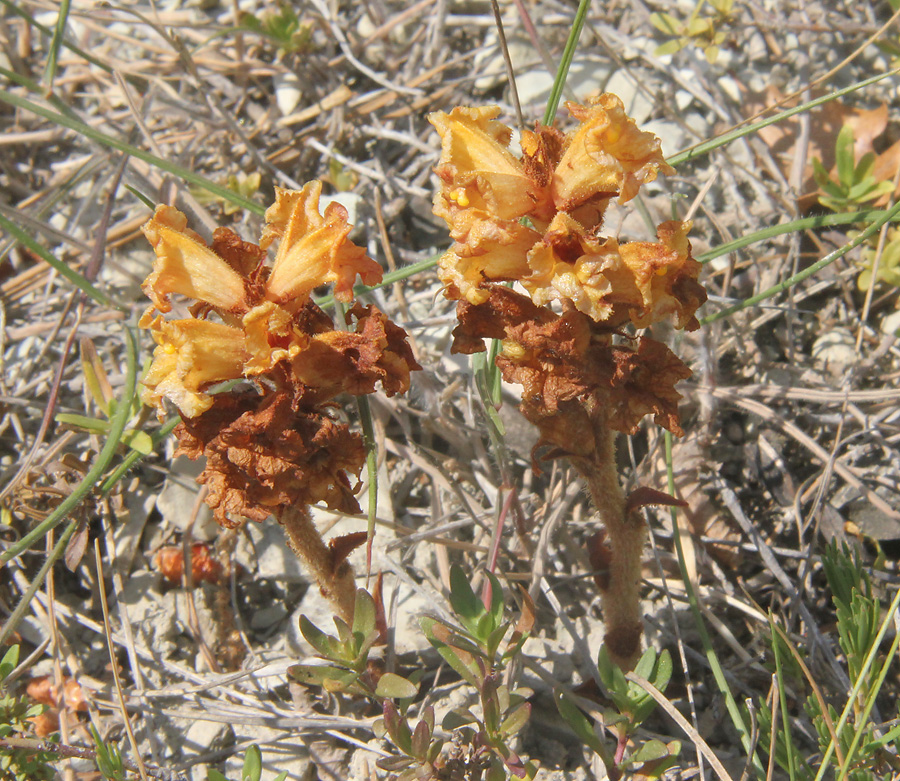 Image of Orobanche alba ssp. xanthostigma specimen.