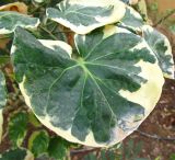 Смотреть изображение Polyscias scutellaria
