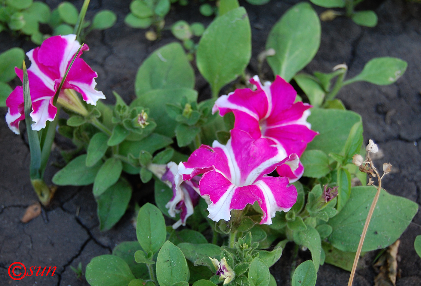 Изображение особи Petunia &times; hybrida.