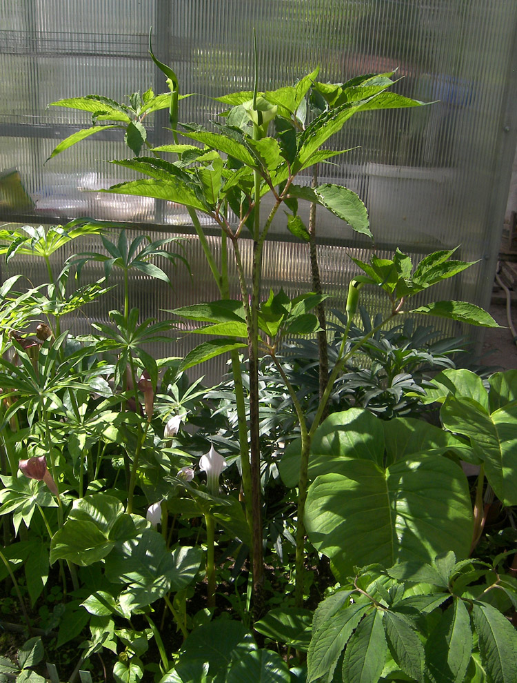 Image of Arisaema tortuosum specimen.