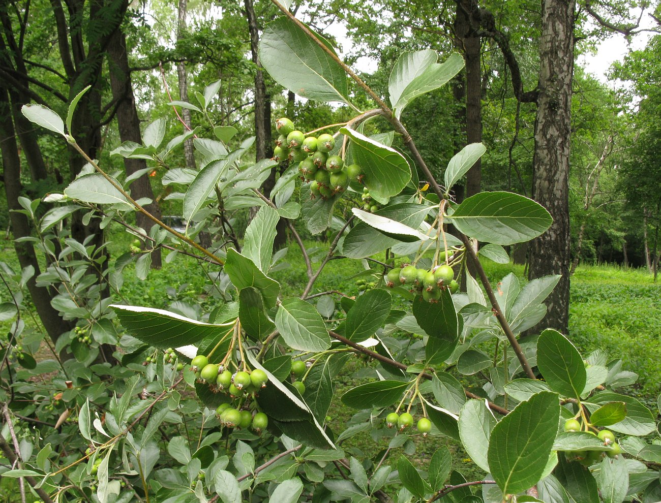 Изображение особи Sorbus sudetica.