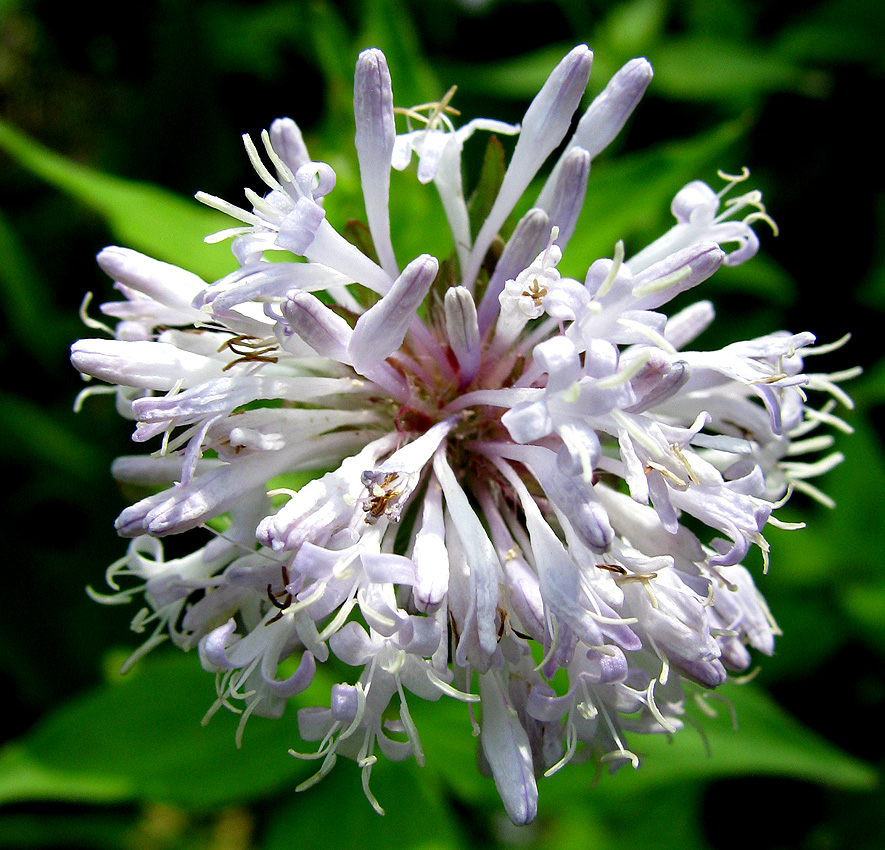 Изображение особи Asperula caucasica.