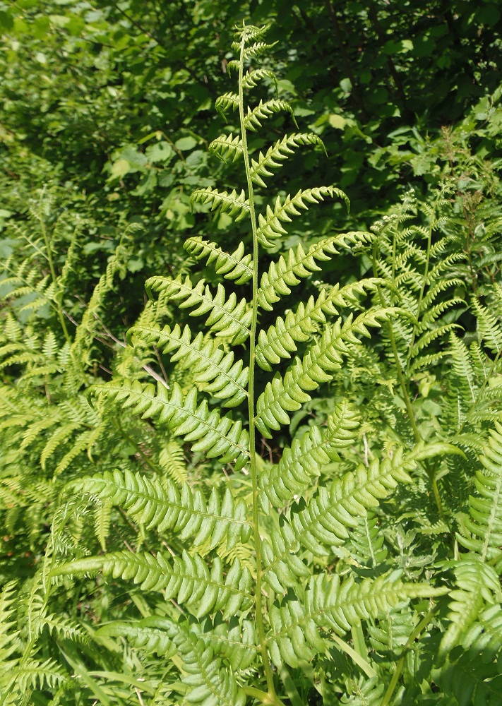 Image of Pteridium aquilinum specimen.