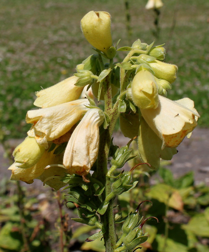 Image of Digitalis grandiflora specimen.