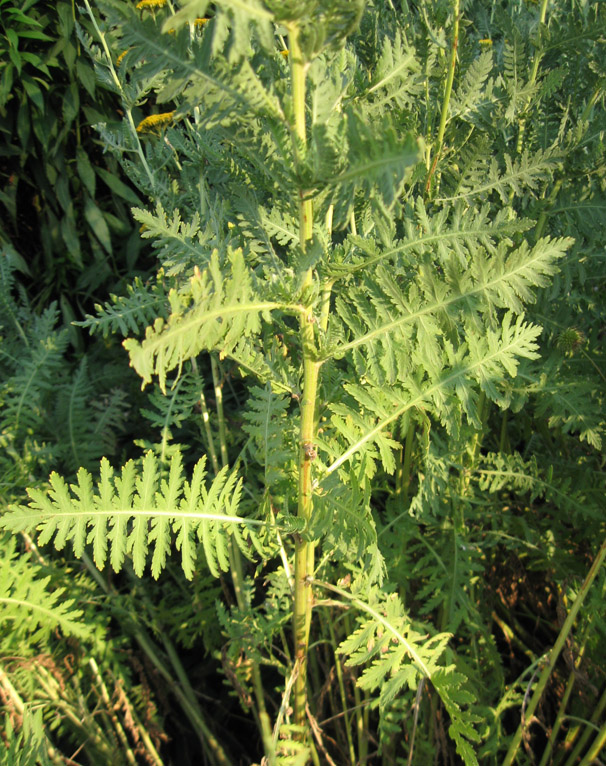 Изображение особи Achillea filipendulina.