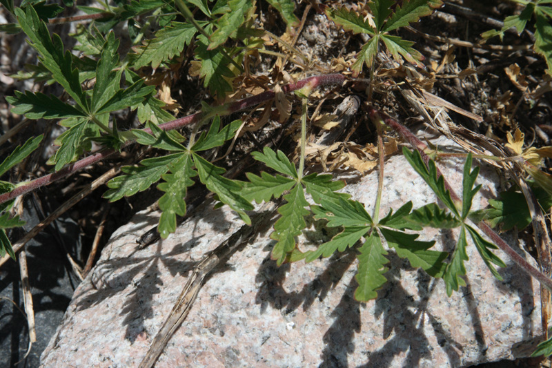 Image of Potentilla tschimganica specimen.