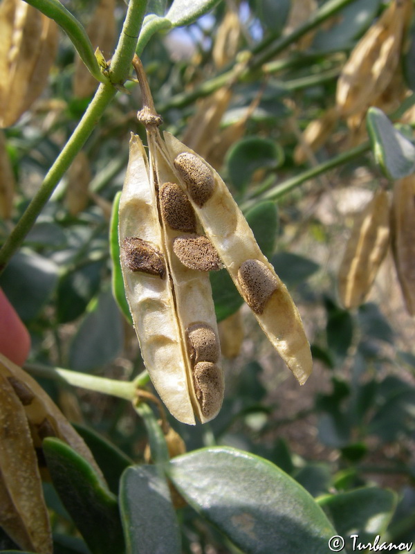 Image of Zygophyllum fabago specimen.