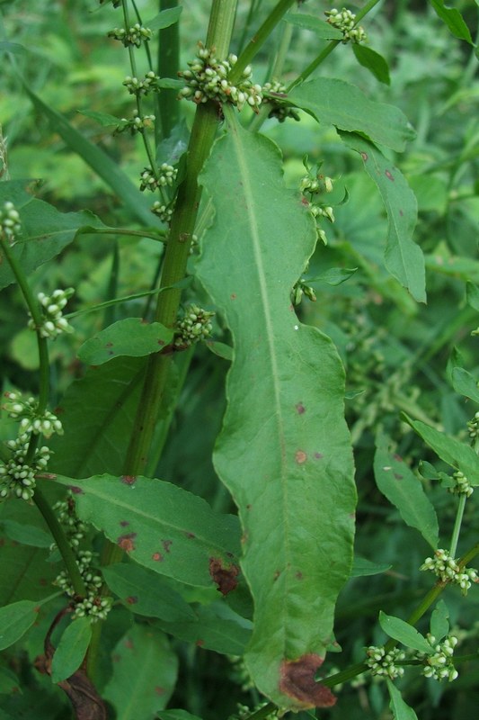 Image of Rumex conglomeratus specimen.