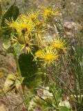 Inula macrophylla