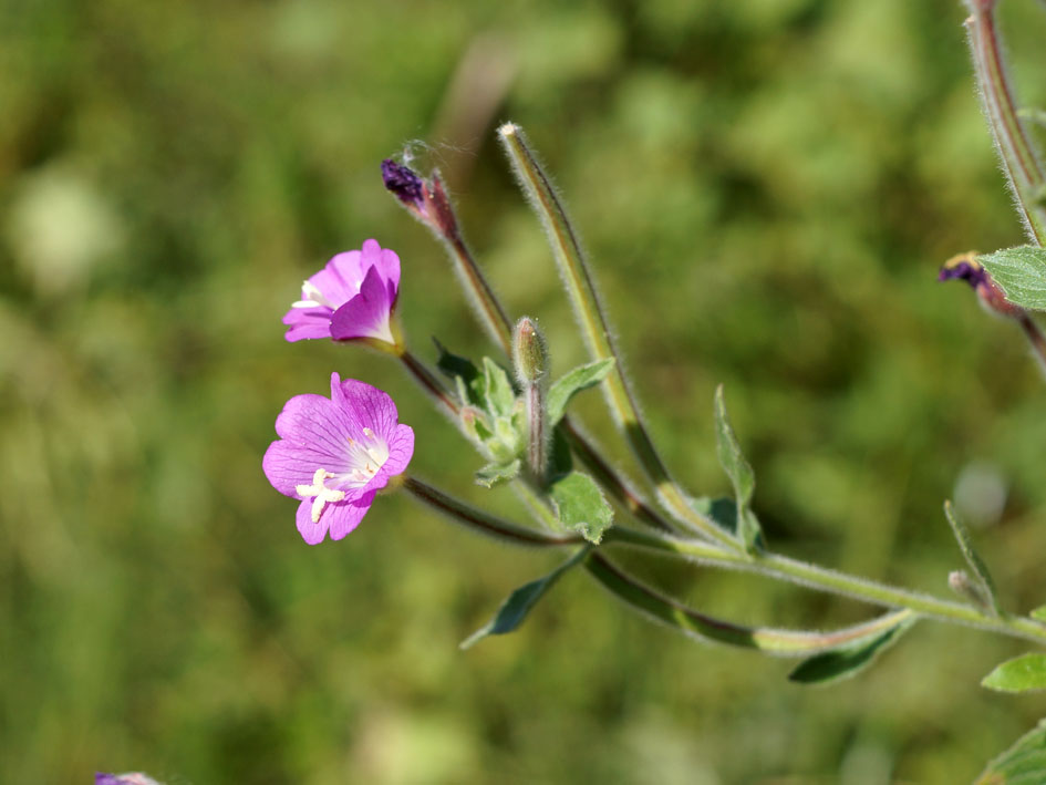 Image of Epilobium hirsutum specimen.