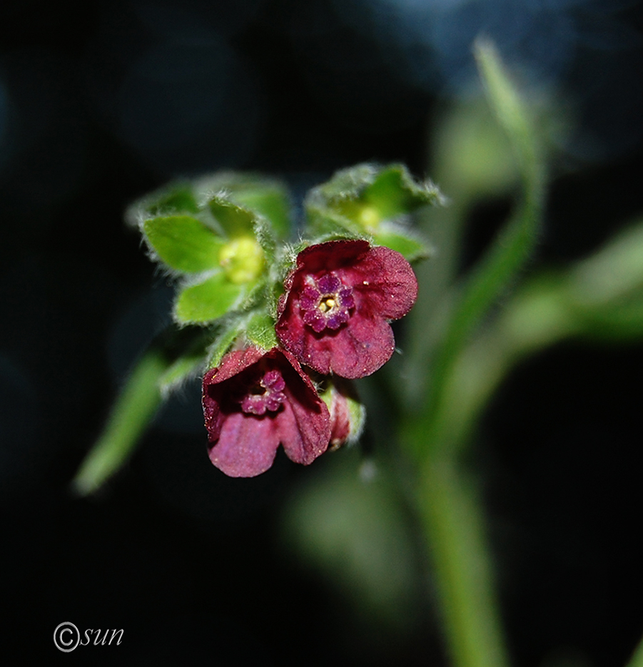 Изображение особи Cynoglossum officinale.