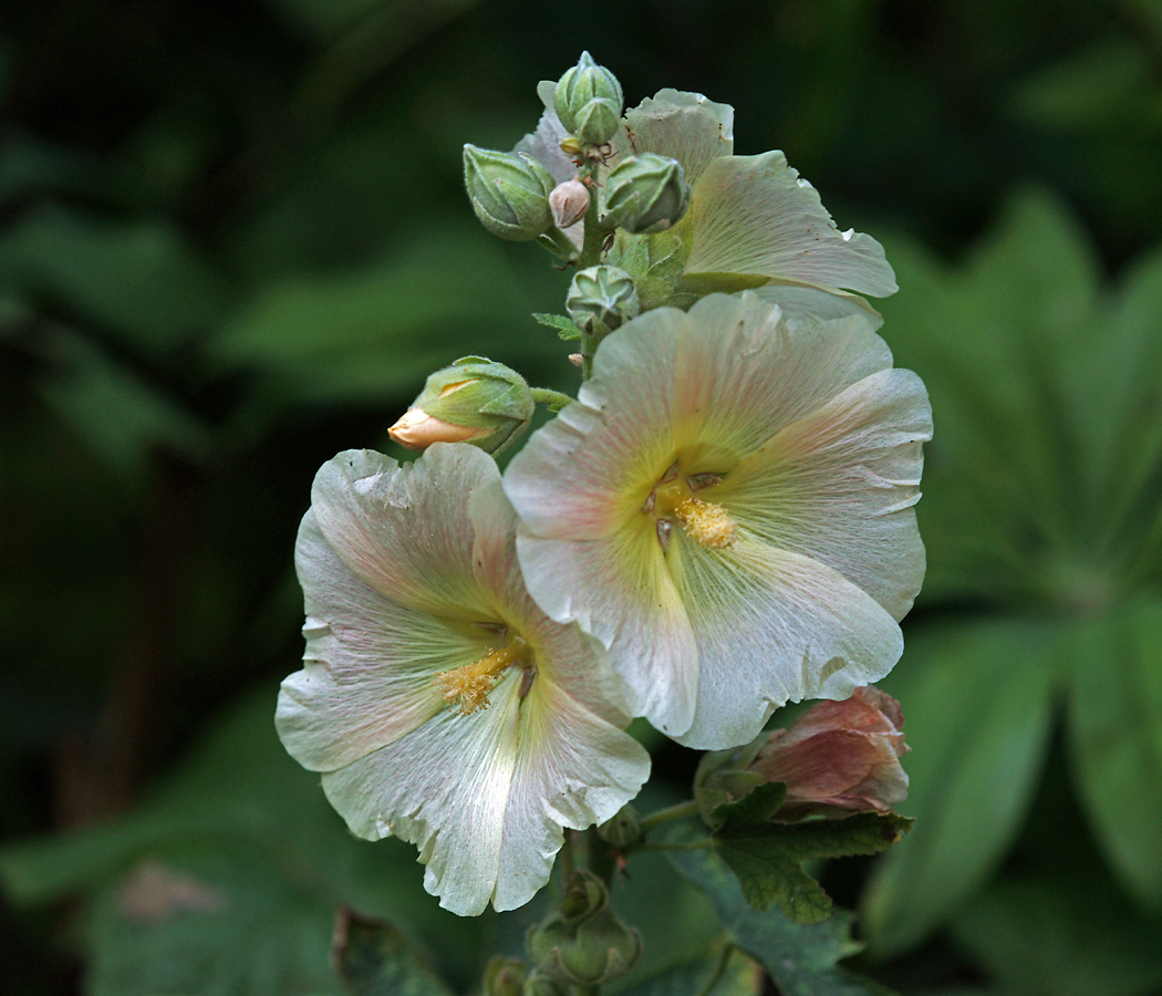 Image of Alcea rosea specimen.