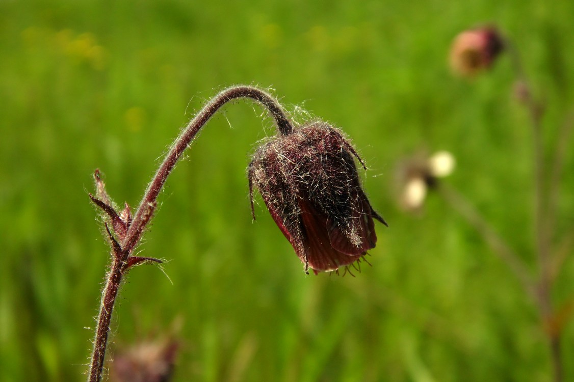 Изображение особи Geum rivale.