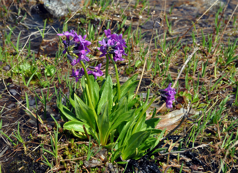 Image of Primula nivalis specimen.