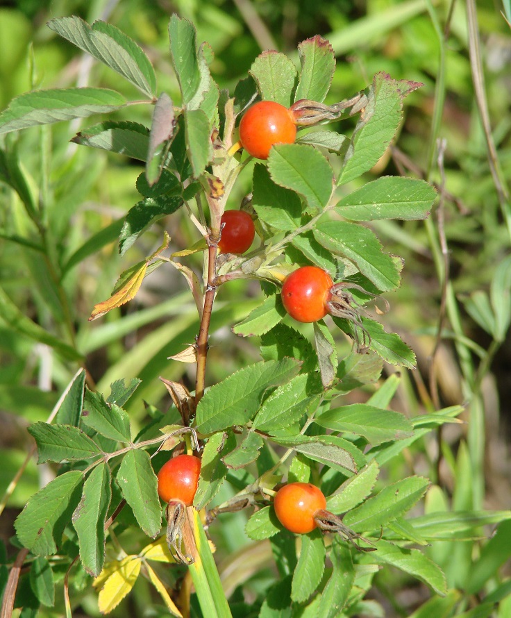 Изображение особи Rosa cinnamomea.