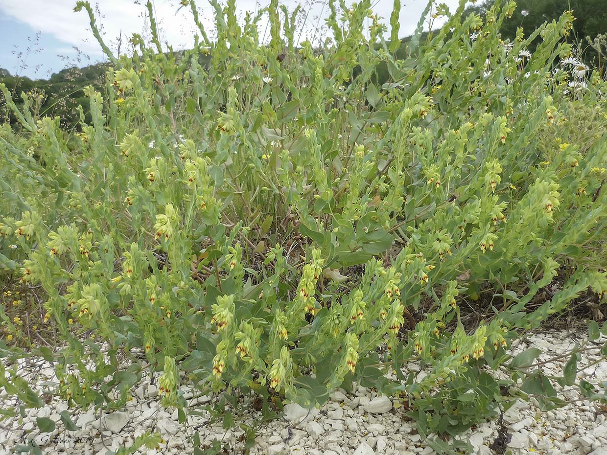 Image of Cerinthe minor specimen.