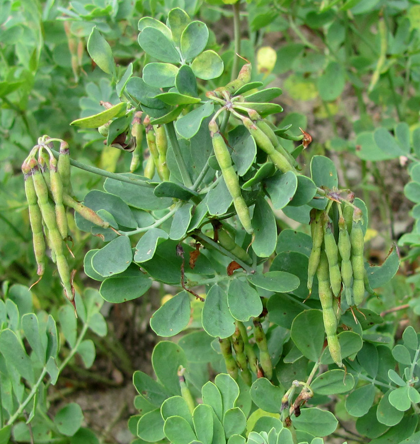 Image of Coronilla coronata specimen.