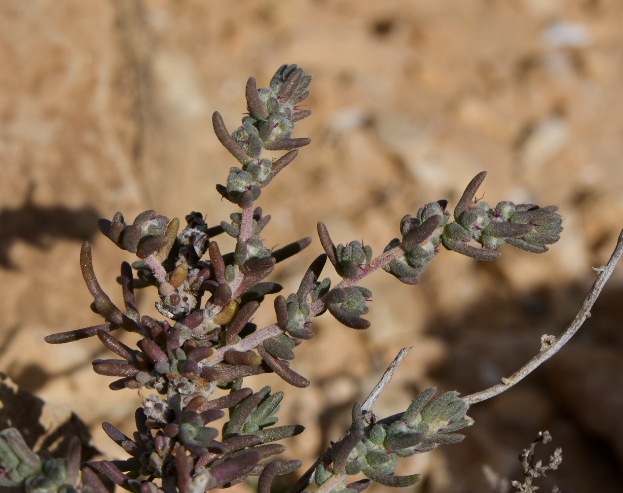 Image of Bassia arabica specimen.