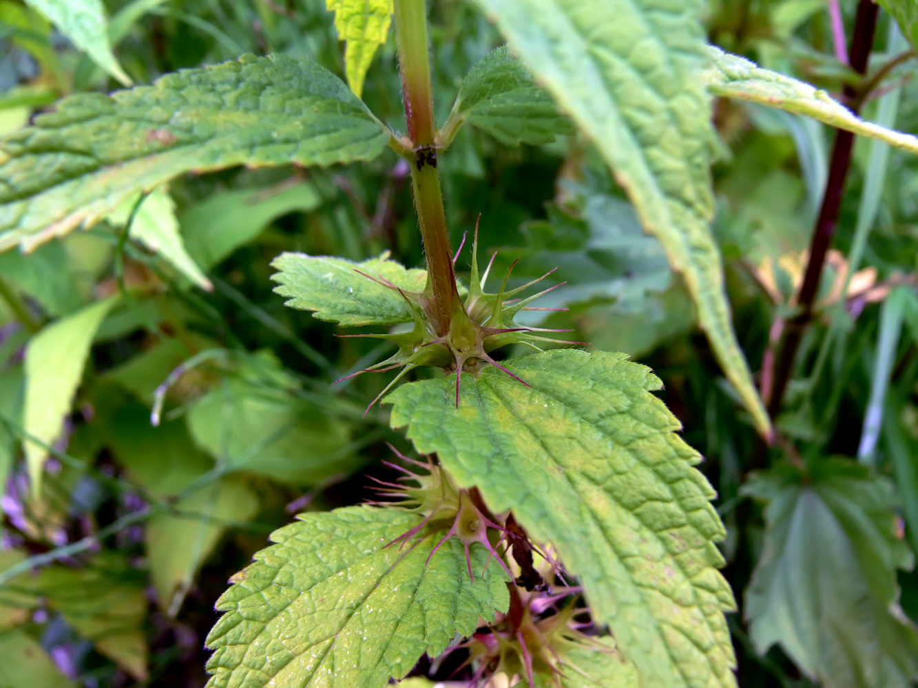 Image of Lamium album specimen.