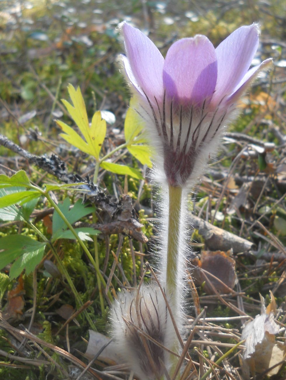 Image of Pulsatilla &times; intermedia specimen.