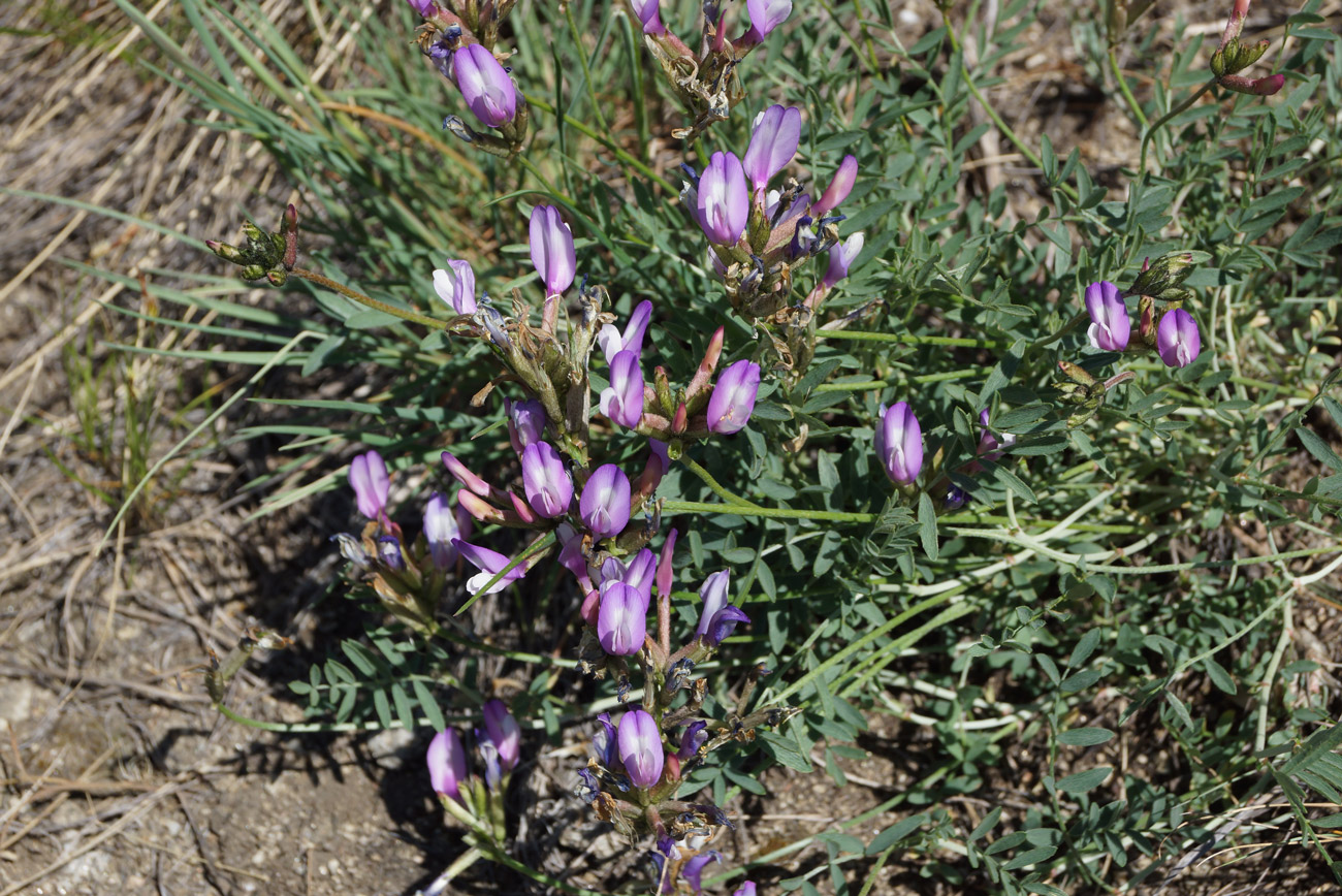 Image of Astragalus ceratoides specimen.