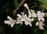 Syringa amurensis