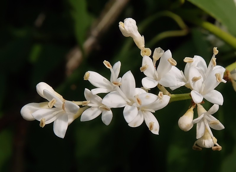 Image of Syringa amurensis specimen.