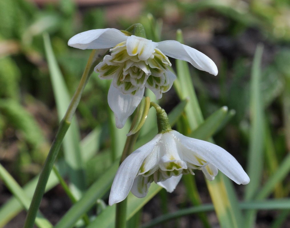 Image of Galanthus nivalis specimen.