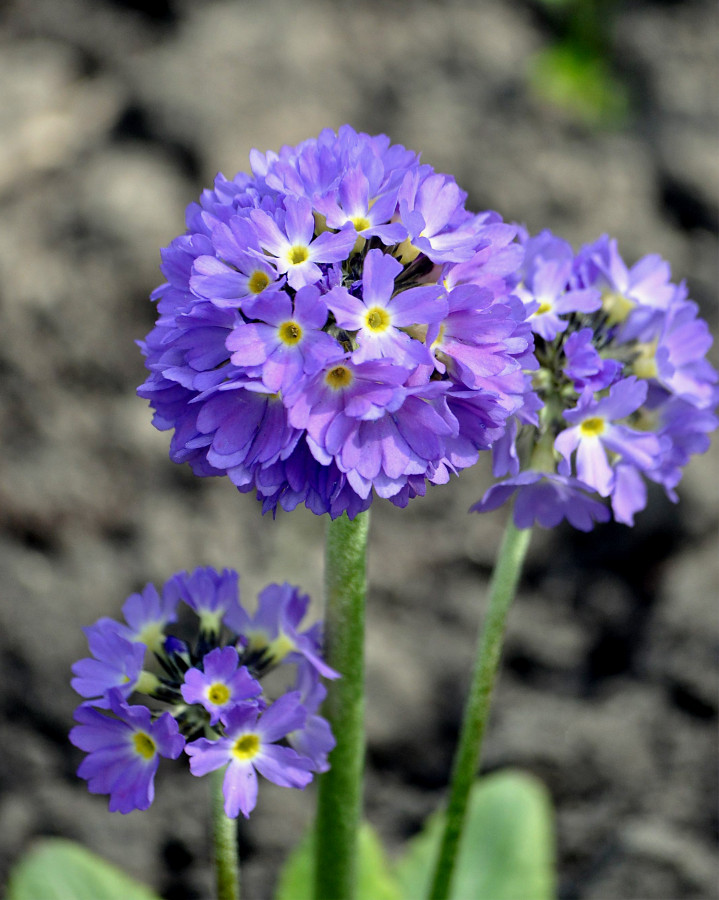 Image of Primula denticulata specimen.