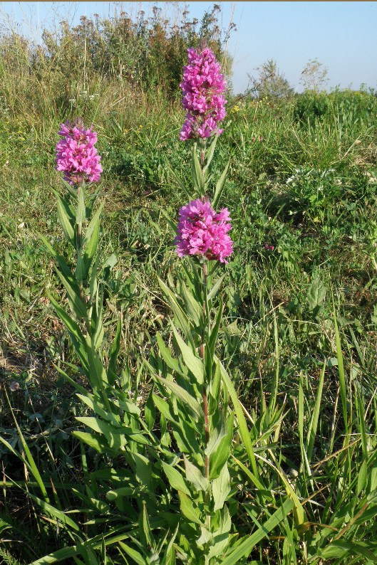 Image of Lythrum salicaria specimen.