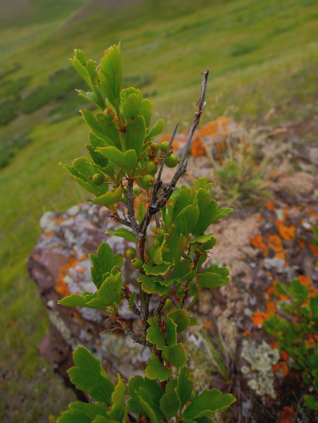 Image of Ribes diacantha specimen.