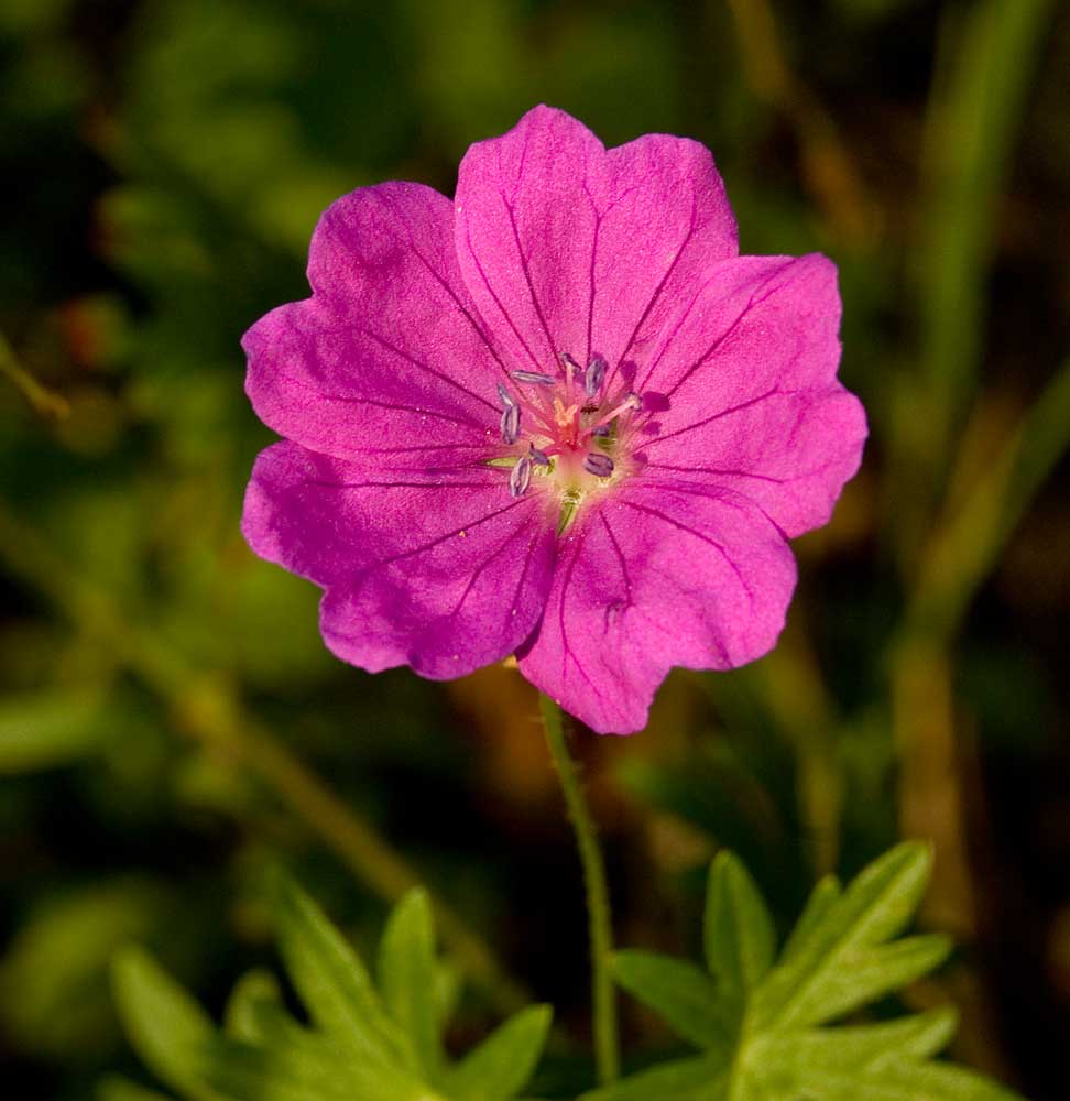 Изображение особи Geranium sanguineum.