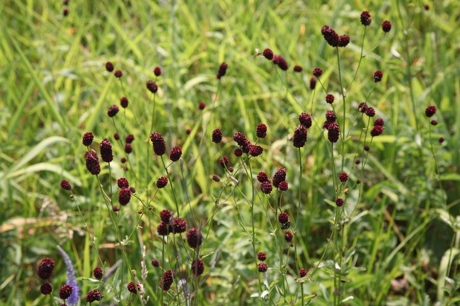 Image of Sanguisorba officinalis specimen.