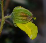 Helianthemum ventosum