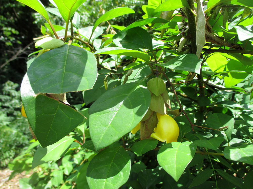 Изображение особи Gmelina philippensis.