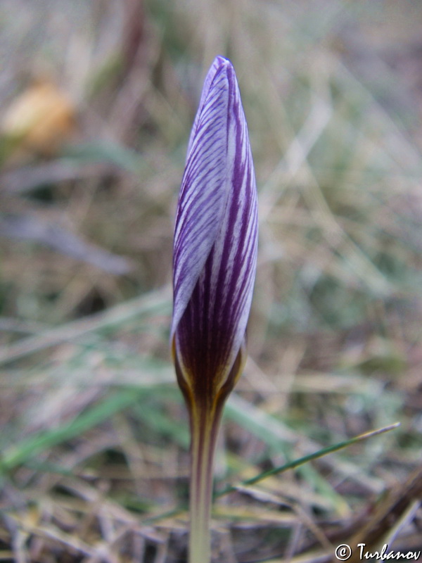 Изображение особи Crocus tauricus.