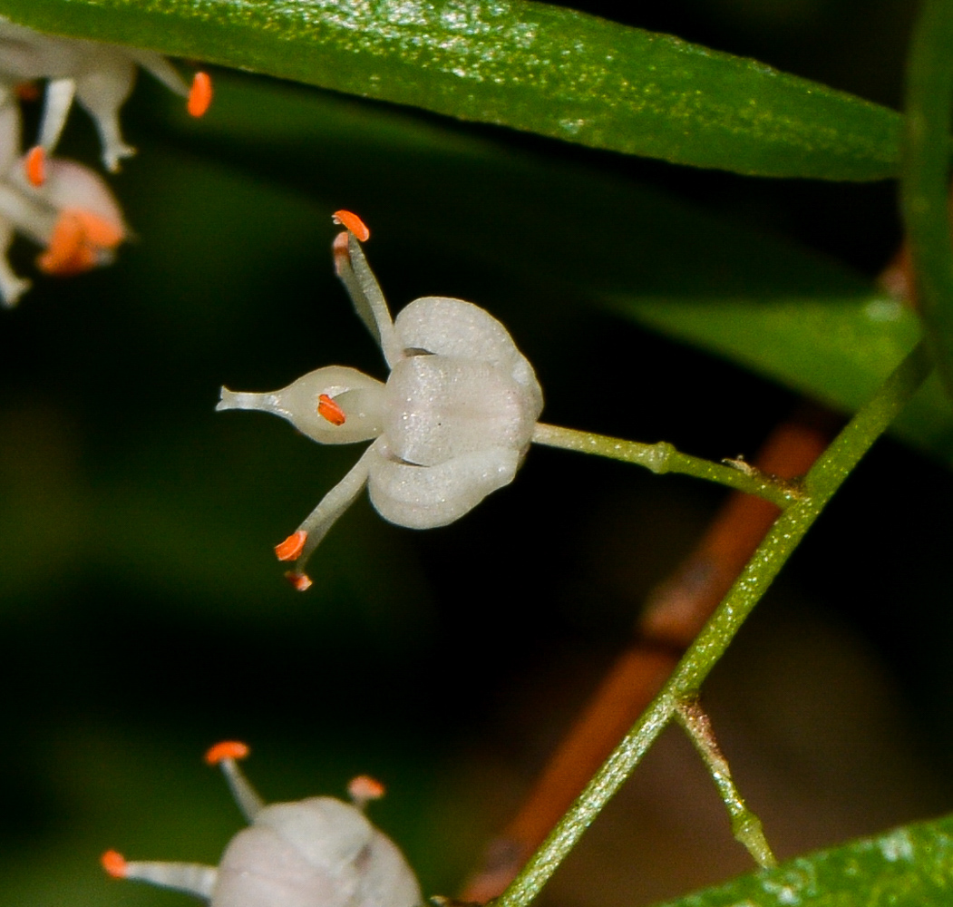 Image of Asparagus densiflorus specimen.