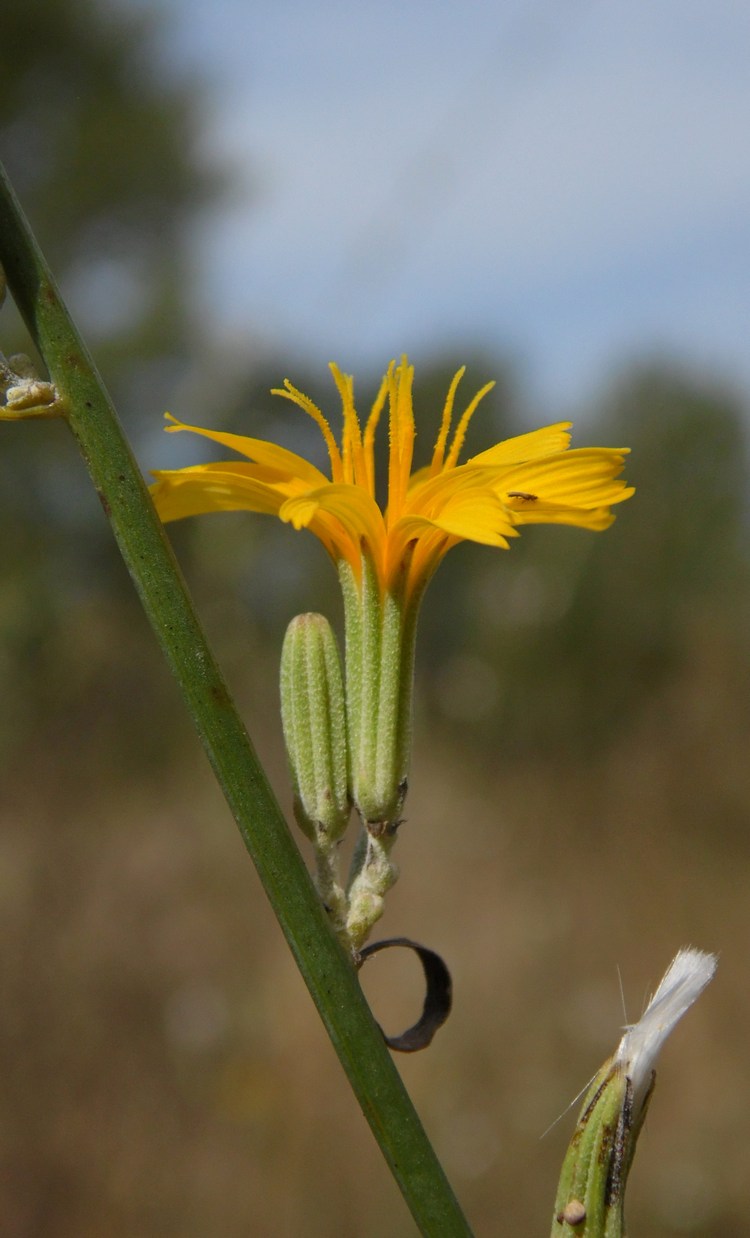 Image of Chondrilla juncea specimen.