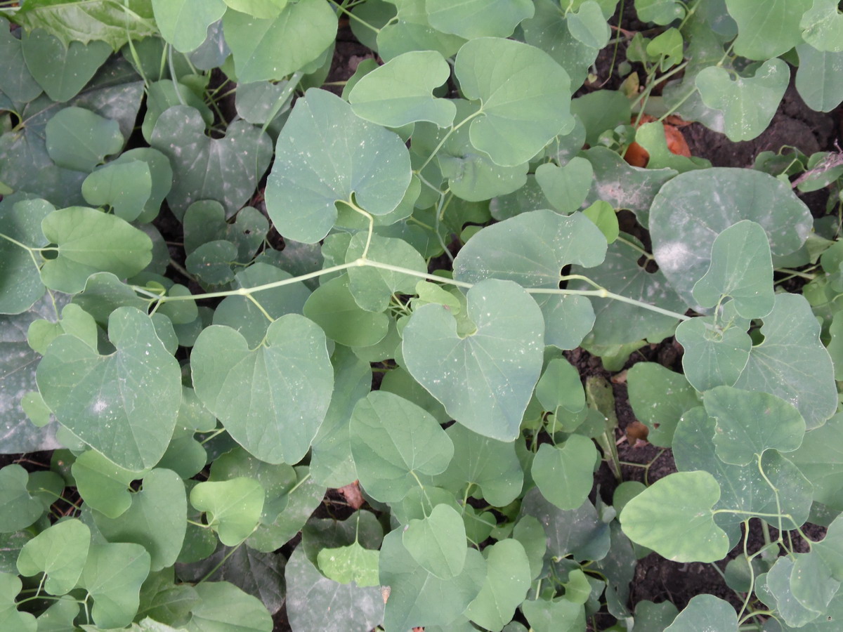 Изображение особи Aristolochia clematitis.