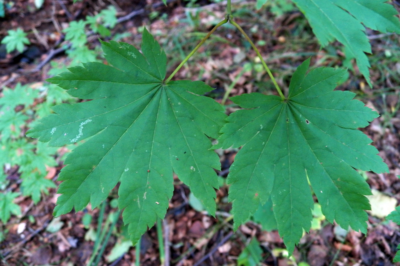 Image of Acer pseudosieboldianum specimen.