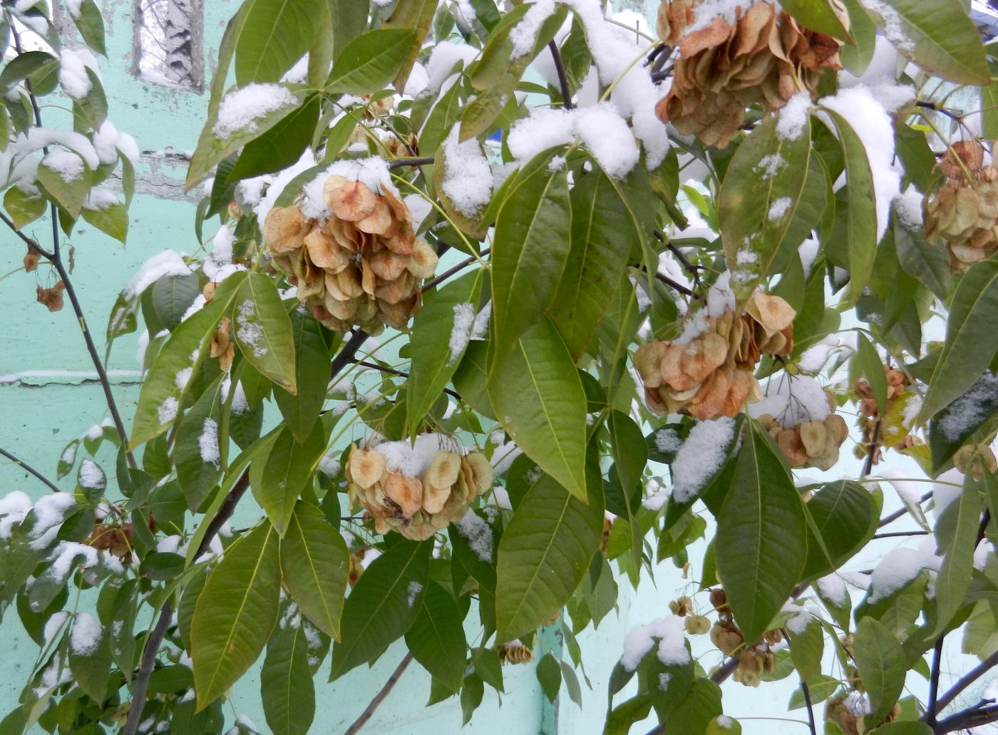 Image of Ptelea trifoliata specimen.