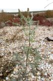 Artemisia santonicum. Отцветающее растение. Крым, Керченский п-ов, окр. с. Львово, песчано-ракушечный берег залива Сиваш. 8 ноября 2016 г.