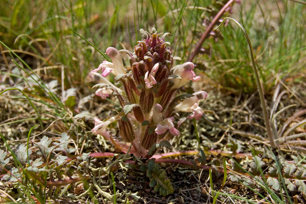 Изображение особи Pedicularis semenowii.