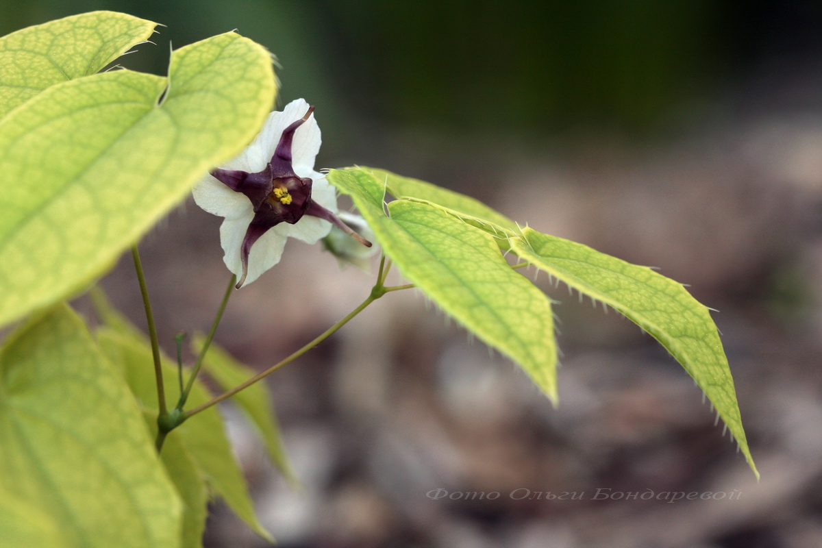 Изображение особи Epimedium epsteinii.